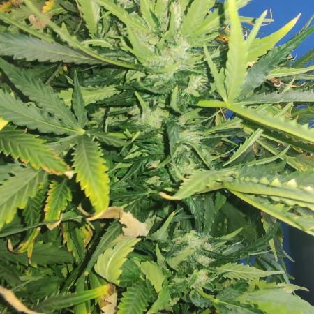 Cream Mandarine XL Auto 