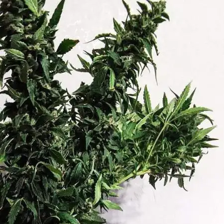 BCN Critical XXL Auto
