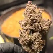 West Coast OG X Gelato 41 auto
