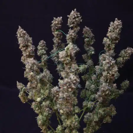 Opium