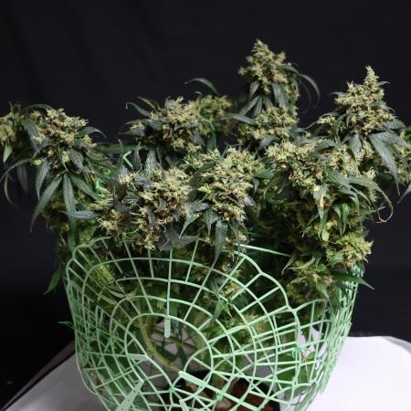 Kees Old School Haze Regular