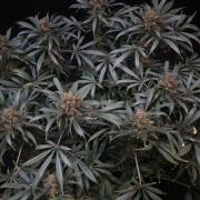 Diesel Fast F1 BX Regular