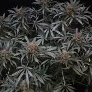 Diesel Fast F1 BX Regular