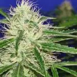 ️️️HULK️️️ FLOWER️️️