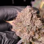 West Coast OG X Gelato 41 auto
