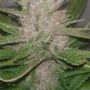 Amnesia Zkittlez Auto