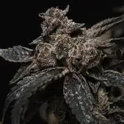 Menthol Runtz