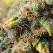 Critical orange punch auto