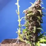 ️ Ghost... Purple Punch Auto