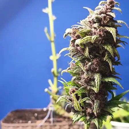 ️ Ghost... Purple Punch Auto