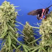 Doctor’s Choice #1 