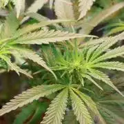 Kees Old School Haze Regular