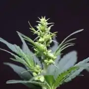 Durban Poison Regular