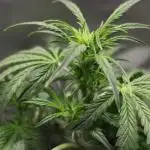Sweet Bourbon Auto Super Sativa Video Contest