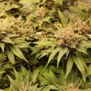 Diesel Fast F1 BX Regular