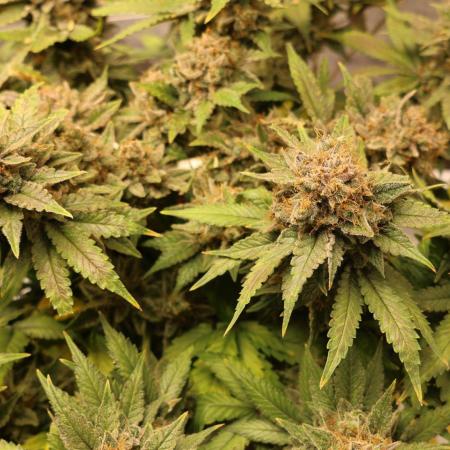 Diesel Fast F1 BX Regular