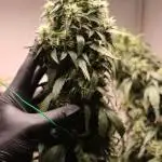 Deep Forest Super Auto