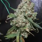 Grandmommy Purple