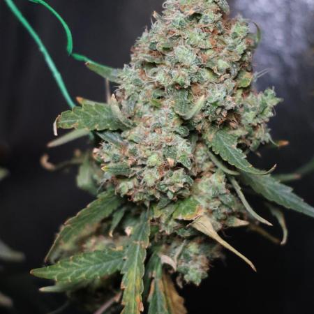 Grandmommy Purple