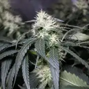 Kees Old School Haze Regular
