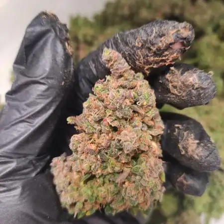 Pineapple Express Auto