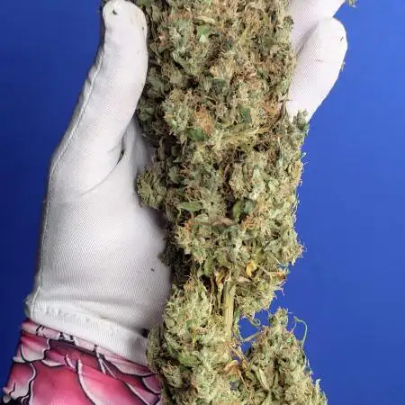 Doctor’s Choice #1 