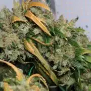 Kees Old School Haze Regular