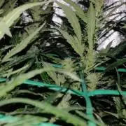 Sweet Mix Photoperiod-Dependent