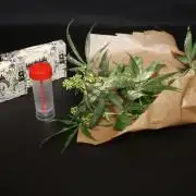 Kees Old School Haze Regular