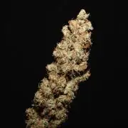 Rock Mashine
