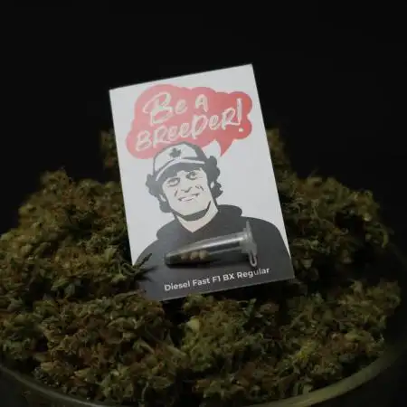 Diesel Fast F1 BX Regular