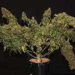 Kees Old School Haze