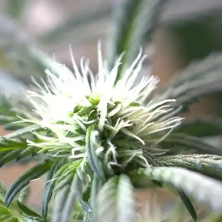 Diesel Fast F1 BX Regular