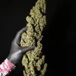 Deep Forest Super Auto