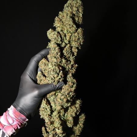 Deep Forest Super Auto