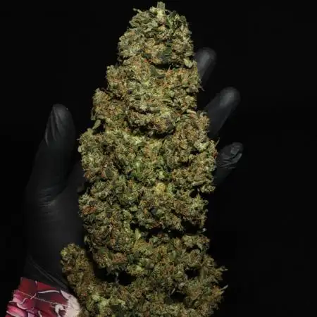 Deep Forest Super Auto