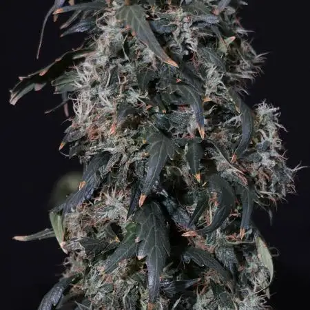 Kees Old School Haze