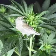 West Coast OG X Gelato 41 auto