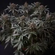 Diesel Fast F1 BX Regular