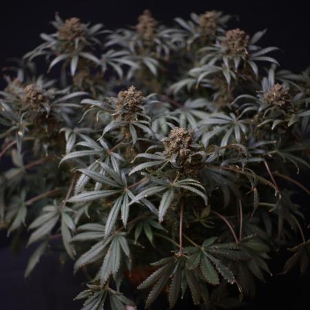 Diesel Fast F1 BX Regular