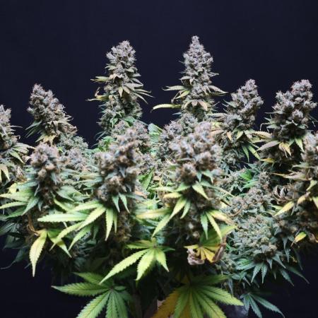 Diesel Fast F1 BX regular