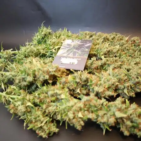 Black Opium Auto