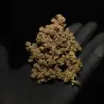 Kings Kush Auto