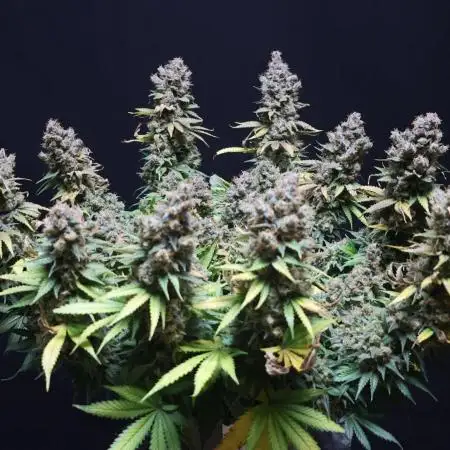 Diesel Fast F1 BX regular