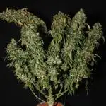 Kees Old School Haze