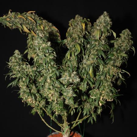 Kees Old School Haze