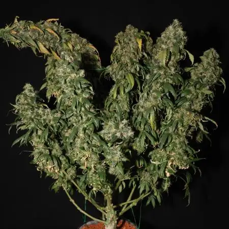 Kees Old School Haze