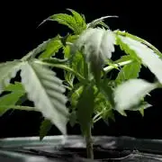 Colorado Cookies auto