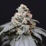 Karel's Dank