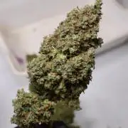Grandmommy Purple